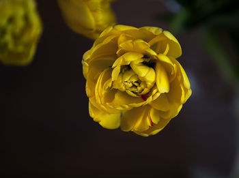 Close-up of yellow flowers