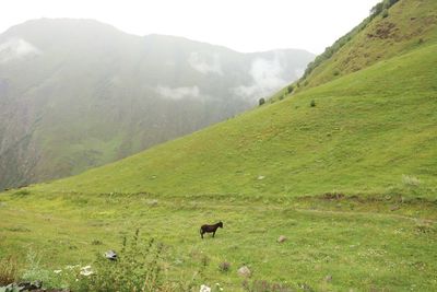 Sheep grazing in a field