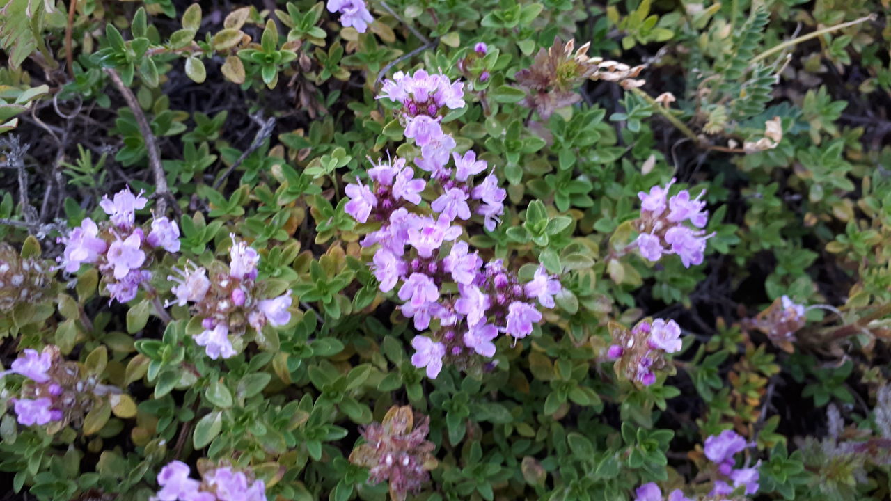 flower, flowering plant, plant, beauty in nature, freshness, growth, vulnerability, fragility, plant part, petal, leaf, flower head, inflorescence, nature, close-up, day, green color, no people, high angle view, pink color, outdoors, purple