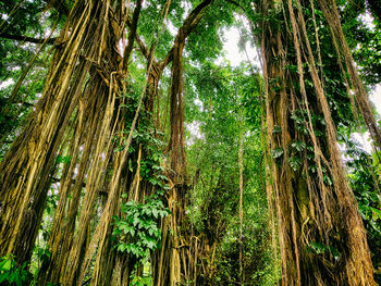 Low angle view of bamboo trees in forest