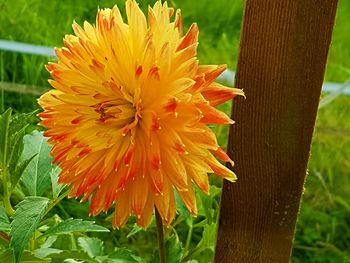 Close-up of flower blooming outdoors