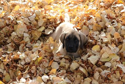 High angle view of dog on leaves during autumn