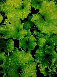 Full frame shot of leaves floating on water