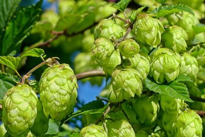 Full frame shot of 
the common hop or hops, the species is widely cultivated by the brewing industry