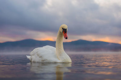Swan swimming on lake against cloudy sky during sunset