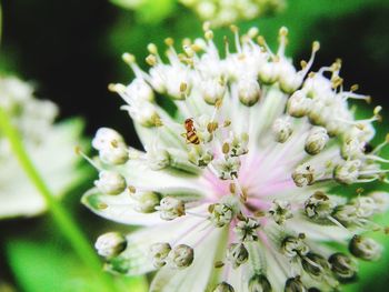 Close-up of white flowers blooming outdoors