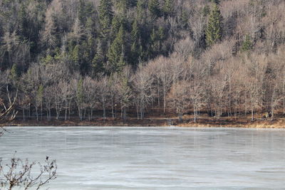 View of birds in the forest