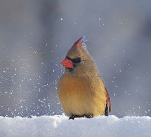 Close-up of bird perching on snow
