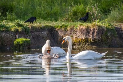 Swans swimming in lake