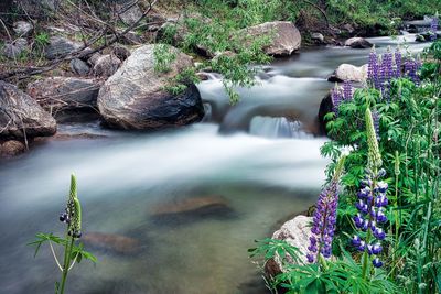 High angle view of plants growing on riverbank