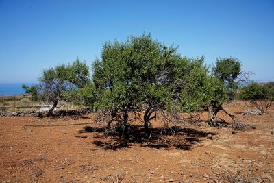 Trees on field against clear blue sky