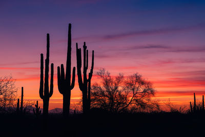 Scenic desert landscape with saguaro cactus silhouettes and sunset sky in phoenix, arizona