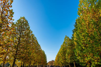 Low angle view of trees against clear blue sky