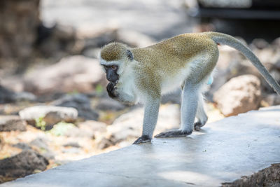 Side view of monkey sitting