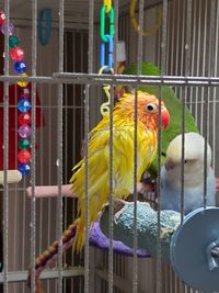 View of parrot in cage