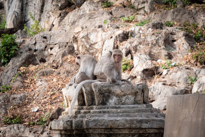 Lion sitting on rock