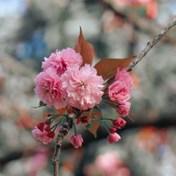 Close-up of pink cherry blossoms