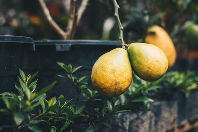 Close-up of fruits growing on plant