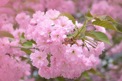 Close-up of pink cherry blossom