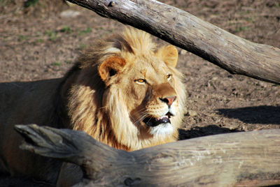 Portrait of a cat sitting on wood in zoo