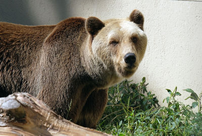 Bear, carnivoran mammals