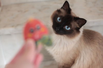 Close-up of cat