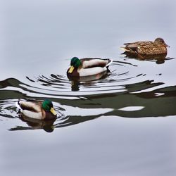 High angle view of mallard ducks swimming in lake