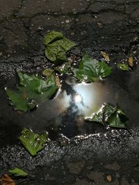 High angle view of wet leaves in water