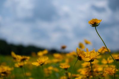 Close-up of yellow flowering plant on field