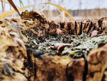 Close-up of dried leaves on wood