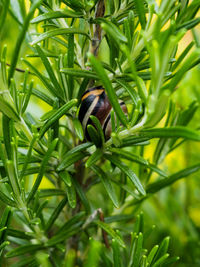 Snail of green plant