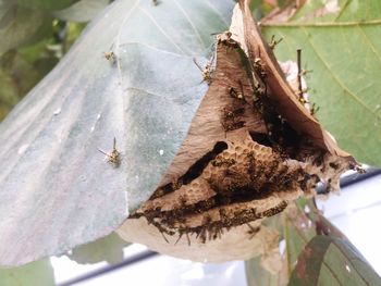 High angle view of insect on leaves