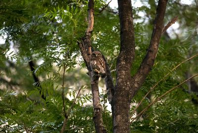 Low angle view of lizard on tree