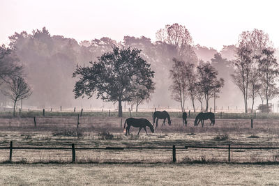 Horses in a field