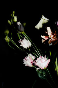 Close-up of flowers over black background