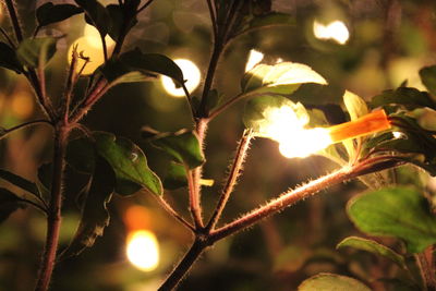 Close-up of plant at night