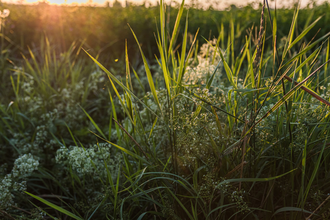 CLOSE-UP OF PLANTS GROWING ON FIELD