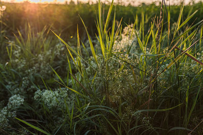 Close-up of grass growing on field