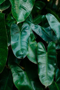 Closeup nature view of green leaf and palms background. flat lay, tropical leaf