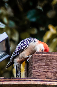 Close-up of bird perching on wood