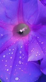 Close-up of purple flower