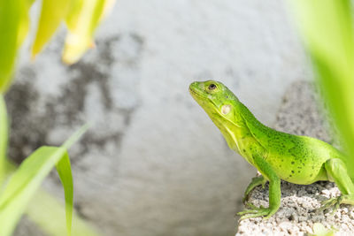 Close-up of green lizard