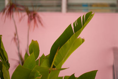 Close-up of potted plant leaves