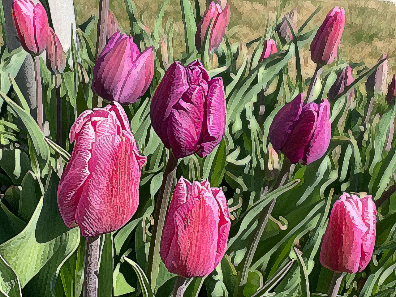 HIGH ANGLE VIEW OF PINK TULIPS ON PURPLE FLOWERING PLANTS