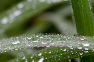 Close-up of wet plant leaves during rainy season