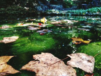 Fallen leaves on pond