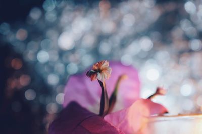 Close-up of hand feeding on flower against blurred background