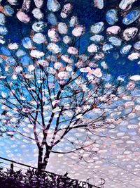 Low angle view of blooming tree