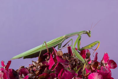 Close-up of insect on pink flowering plant