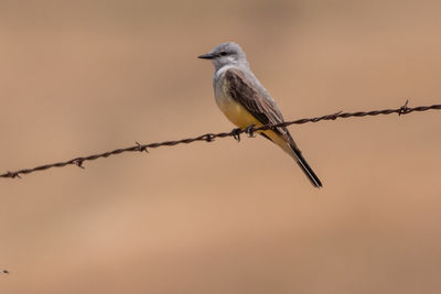 Close-up of bird perching on barbed wire against sky